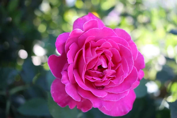 Rose Rosa Flower Head Close Blurred Background Greece — Stockfoto