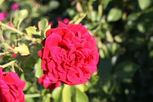 Rose Rosa Flower Head Close Blurred Background Greece — ストック写真