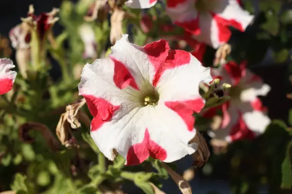 Petunia Petunia Hybrida Flower Head Close Blurred Background Greece — Fotografia de Stock