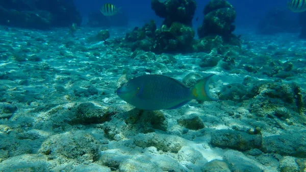 Stoplight Parrotfish Sparisoma Viride Undersea Καραϊβική Θάλασσα Κούβα Playa Cueva — Φωτογραφία Αρχείου