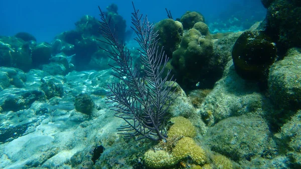 Colonial Soft Coral Bipinnate Sea Plume Forked Sea Feather Antillogorgia — Stock Fotó