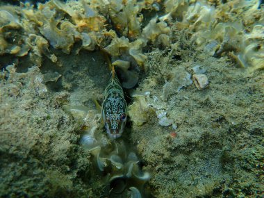 Boyanmış komando (Serranus scriba) denizaltı, Ege Denizi, Yunanistan, Halkidiki