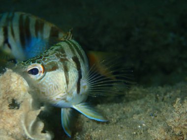 Boyanmış komando (Serranus scriba) denizaltı yakın plan, Ege Denizi, Yunanistan, Halkidiki