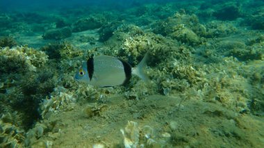 Denizaltı, Ege Denizi, Yunanistan ve Halkidiki 'nin ortak iki bantlı deniz çipurası (Diplodus vulgaris).