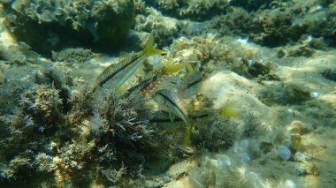 Çizgili kırmızı kefal (Mullus surmuletus) sualtı, Ege Denizi, Yunanistan, Halkidiki