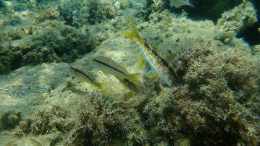 Çizgili kırmızı kefal (Mullus surmuletus) sualtı, Ege Denizi, Yunanistan, Halkidiki