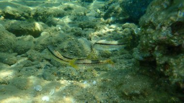 Çizgili kırmızı kefal (Mullus surmuletus) sualtı, Ege Denizi, Yunanistan, Halkidiki