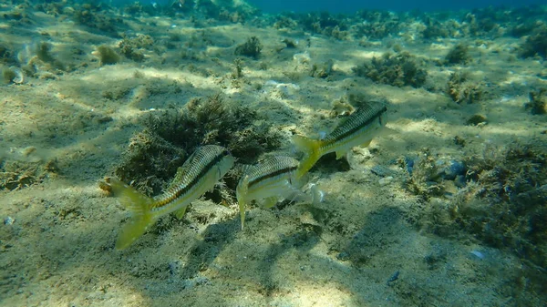 Striped Red Mullet Surmullet Mullus Surmuletus Undersea Aegean Sea Greece — Stock Photo, Image