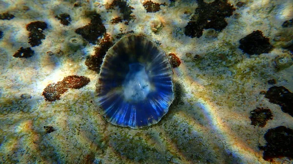 Concha Limpet Mediterráneo Limpet Mediterráneo Rayado Patella Caerulea Bajo Mar —  Fotos de Stock