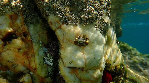 Śródziemnomorska Limpet Lub Rayed Mediterranean Limpet Patella Caerulea Sea Morze — Zdjęcie stockowe