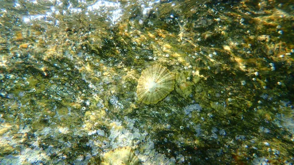 Mediterranean Limpet Rayed Mediterranean Limpet Patella Caerulea Undersea Aegean Sea — 图库照片