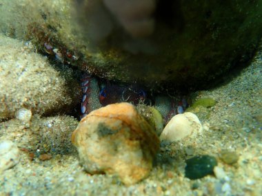 Mürekkep denizaltı, Ege Denizi, Yunanistan, Halkidiki 'de yaygın ahtapot (Octopus vulgaris). Mürekkep bulanık.