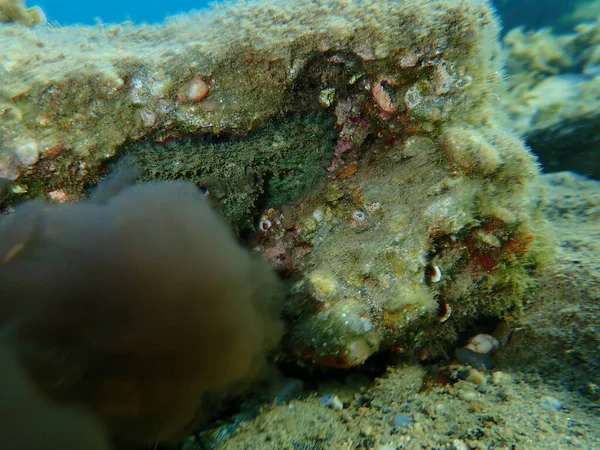 Κοινό Χταπόδι Octopus Vulgaris Στιγμή Του Μελανιού Στο Βυθό Της — Φωτογραφία Αρχείου