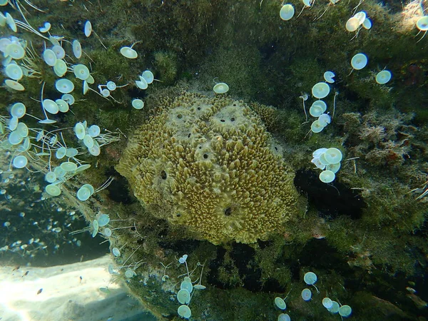 Stinker Sponge Sarcotragus Fasciculatus Undersea Aegean Sea Greece Halkidiki — 스톡 사진