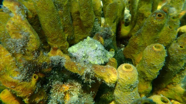Sea snail trunculus murex or banded murex (Hexaplex trunculus) and Yellow tube sponge (Aplysina aerophoba) undersea, Aegean Sea, Greece, Halkidiki