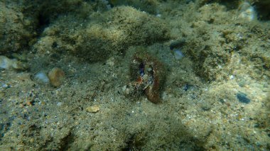Deniz salyangozu trunculus murex veya bant murex, bagaj murex, bantlı boya-murex (Hexaplex trunculus) deniz altı, Ege Denizi, Yunanistan, Halkidiki