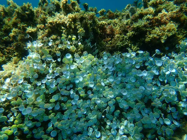 Grünalgen Acetabularia Acetabulum Undersea Ägäis Griechenland Chalkidiki — Stockfoto