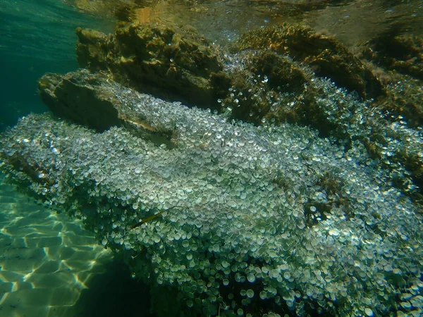 Algas Verdes Acetabularia Acetabulum Submarino Mar Egeu Grécia Halkidiki — Fotografia de Stock