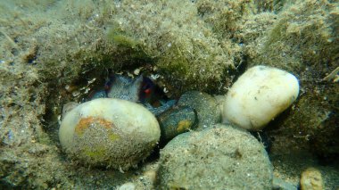 Ortak ahtapot (Octopus vulgaris) denizaltı, Ege Denizi, Yunanistan, Halkidiki