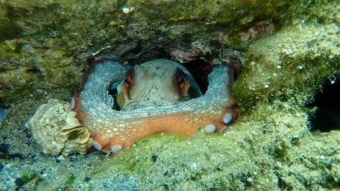 Ortak ahtapot (Octopus vulgaris) denizaltı, Ege Denizi, Yunanistan, Halkidiki