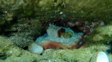 Ortak ahtapot (Octopus vulgaris) denizaltı, Ege Denizi, Yunanistan, Halkidiki