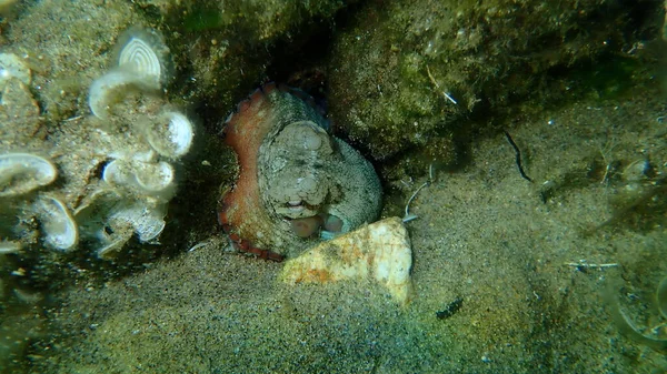 Közönséges Polip Octopus Vulgaris Tenger Alatt Égei Tenger Görögország Halkidiki — Stock Fotó