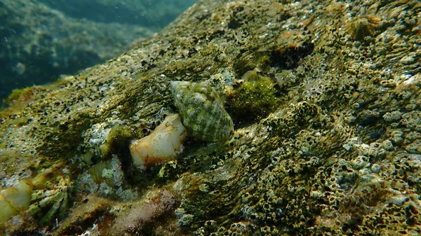 Südlicher Austernbohrer Oder Rotmundschnecke Stramonita Haemastoma Unter Wasser Ägäis Griechenland — Stockfoto