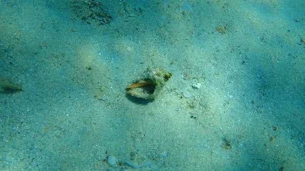 南カキドリルの海鳥の貝殻や海底 エーゲ海 ギリシャ ハルキディキ 英語版 Stramonita Haemastoma — ストック写真