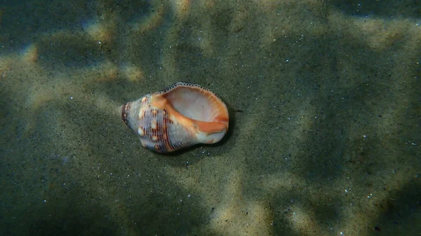 Seashell Sea Sliil Southern Ostyster Drill Redmouthed Rocksliil Stramonita Haemastoma — Zdjęcie stockowe