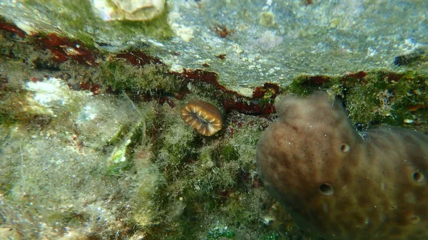 红珊瑚或猪牙珊瑚 欧洲星珊瑚 欧洲海珊瑚 爱琴海 希腊海 Halkidiki — 图库照片