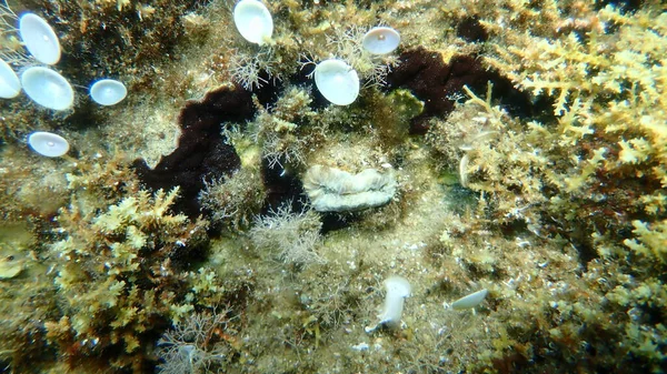 Scharlach Oder Schweinekoralle Europäische Sternkoralle Balanophyllia Balanophyllia Europaea Undersea Ägäis — Stockfoto