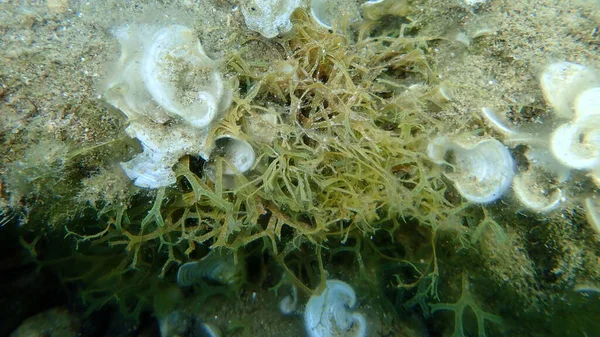 Braunalgen Gabelkraut Dictyota Dichotoma Unter Wasser Ägäis Griechenland Chalkidiki — Stockfoto