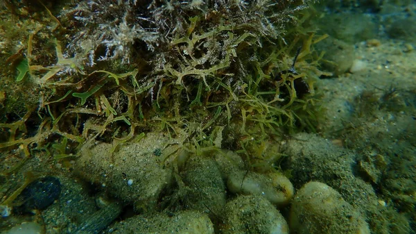 Algas Marrons Forkweed Erva Daninha Dobrando Dictyota Dicotoma Submarino Mar — Fotografia de Stock