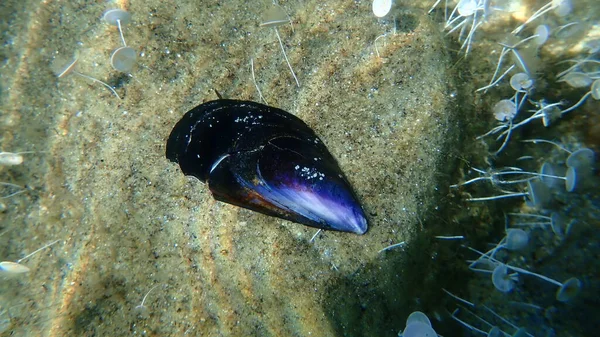二枚貝型軟体動物の貝殻ブルーマスセルまたはコモンマスセル ミティルス エドゥリス エーゲ海 ギリシャ ハルキディキ — ストック写真