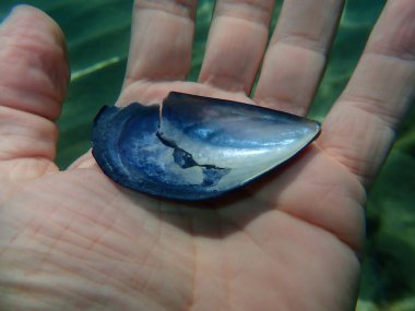 Bir denizaltı dalgıcı, Ege Denizi, Yunanistan ve Halkidiki 'nin elinde bivalf mavisi midye (Mytilus edulis) deniz kabuğu