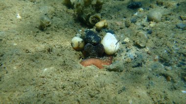 Ortak ahtapot (Octopus vulgaris) denizaltı, Ege Denizi, Yunanistan, Halkidiki