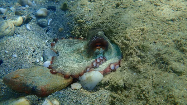 Pieuvre Commune Octopus Vulgaris Sous Marine Mer Égée Grèce Chalcidique — Photo