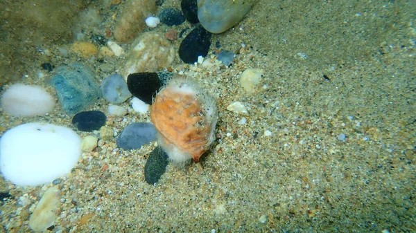 海底の桃のピット エーゲ海 ギリシャ Halkidiki 海の汚染 — ストック写真