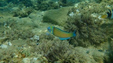 Süslü wrasse (Thalassoma pavo) denizaltı, Ege Denizi, Yunanistan, Halkidiki