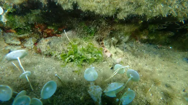 Algues Vertes Chou Frisé Commun Anadyomene Stellata Sous Marin Mer — Photo