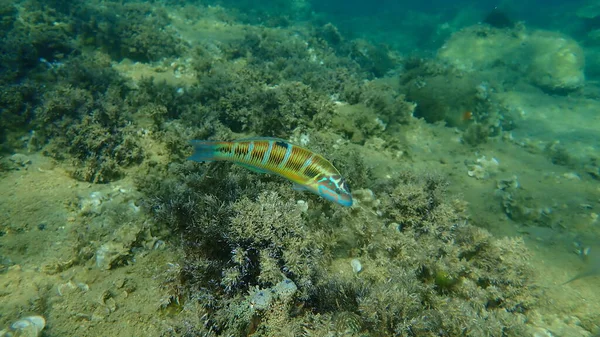 Süslü Wrasse Thalassoma Pavo Denizaltı Ege Denizi Yunanistan Halkidiki — Stok fotoğraf