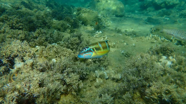 Zdobené Vrásky Thalassoma Pavo Pod Mořem Egejské Moře Řecko Halkidiki — Stock fotografie