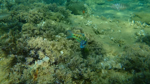 Ornate Lippfische Thalassoma Pavo Unterwasser Ägäis Griechenland Chalkidiki — Stockfoto