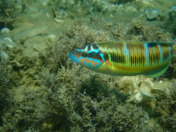 Ornate Lippfische Thalassoma Pavo Unterwasser Ägäis Griechenland Chalkidiki — Stockfoto