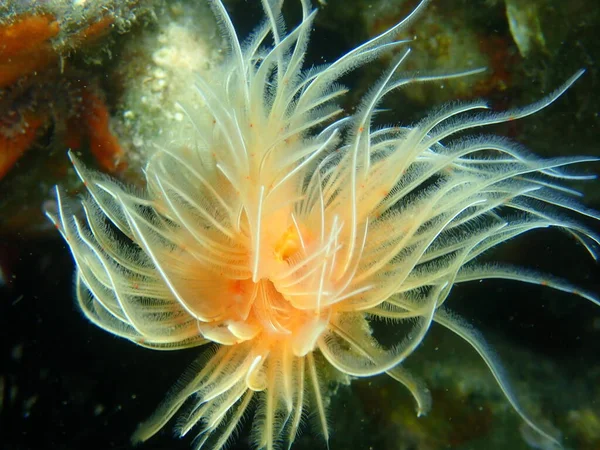 Polychaeta Smooth Tubeworm Red Spotted Horseshoe Protula Tubularia Close Sea — Zdjęcie stockowe