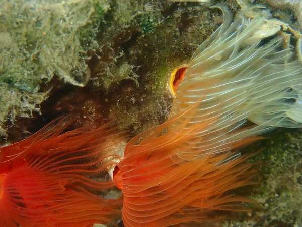 Polychaeta Smooth Tubeworm Red Spotted Horseshoe Protula Tubularia Close Sea — Zdjęcie stockowe