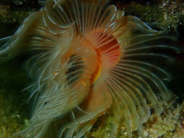 Polychaeta Glatte Röhrenwurm Oder Rot Gefleckte Hufeisen Protula Tubularia Nahaufnahme — Stockfoto