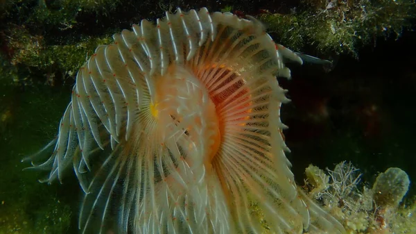 Polychaeta Smooth Tubeworm Red Spotted Horseshoe Protula Tubularia Close Sea — Zdjęcie stockowe