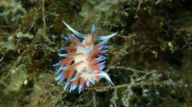 Deniz sümüklü böceği hacı Hervia (Cratena peregrina) yakın çekim sualtı, Ege Denizi, Yunanistan, Halkidiki