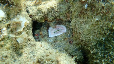 Daisy şakayığı (Cereus pedunculatus) deniz altı, Ege Denizi, Yunanistan, Halkidiki